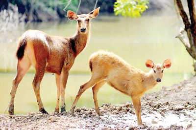 The deers in Vam Sat Ecological Tourist Site Visitors fish crocodile in Vam Sat Ecological Tourist Site Gobies The yellow-cheeked gibbon